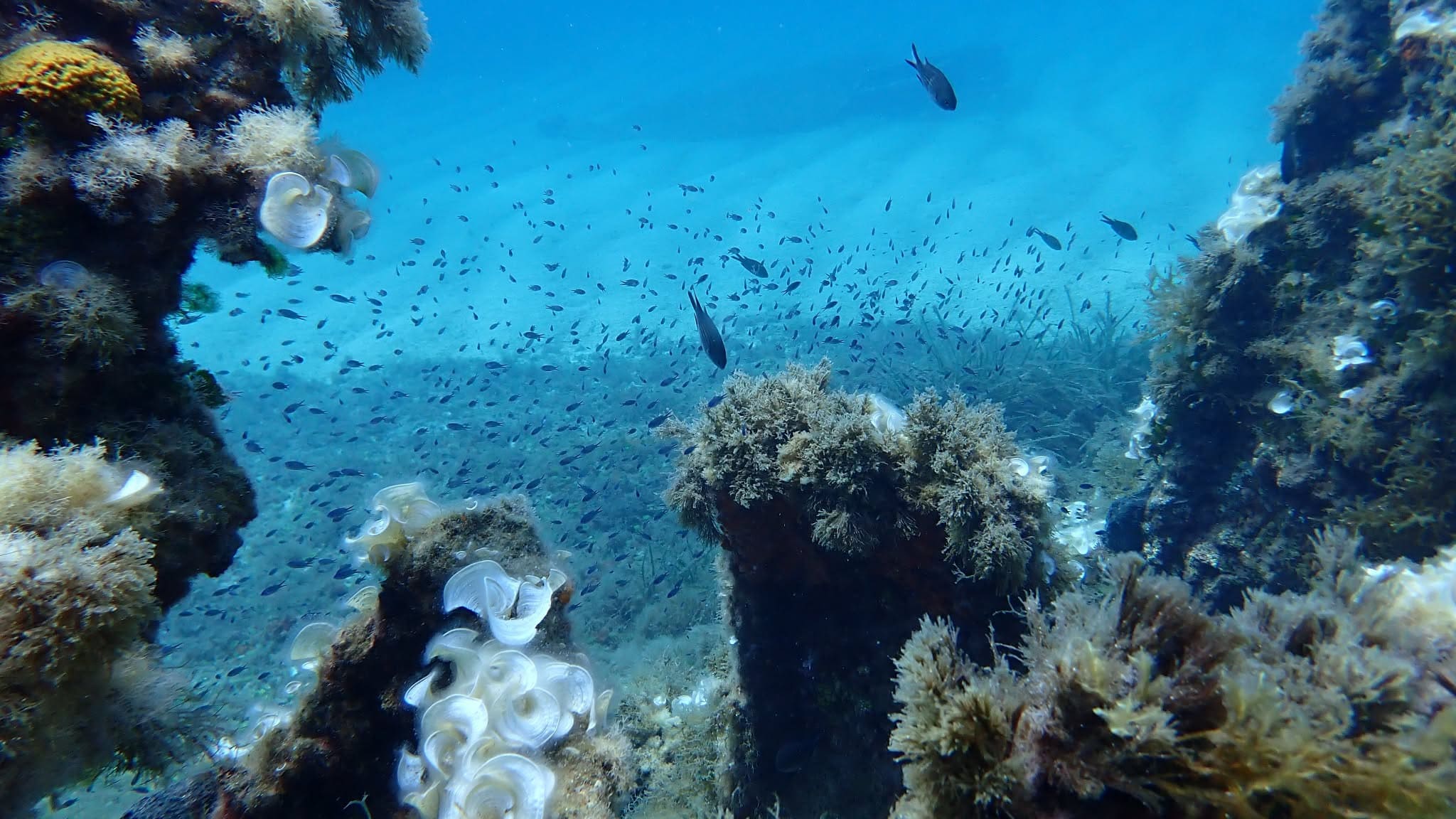 Plongée sous-marine à Mahdia